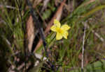 Grooved flax